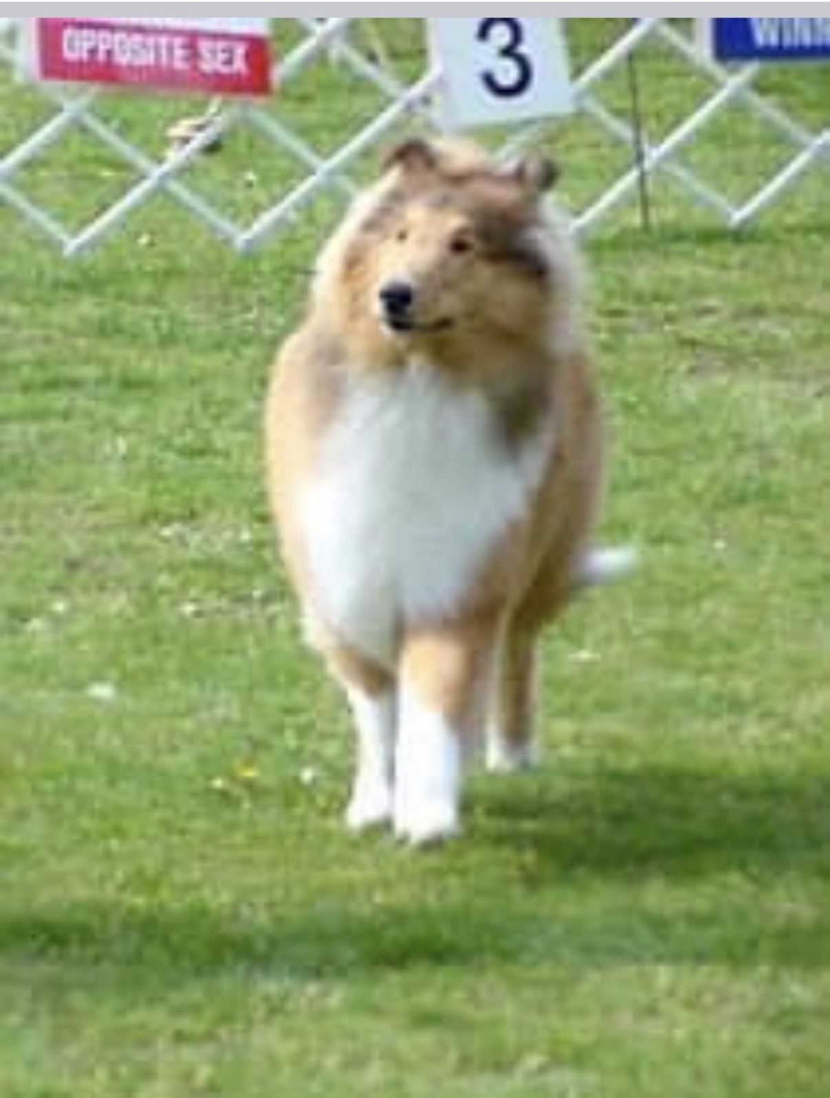 Lenox at his first dog show